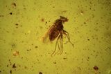 Fossil Fly (Diptera) And Four Mites (Acari) In Baltic Amber #90791-1